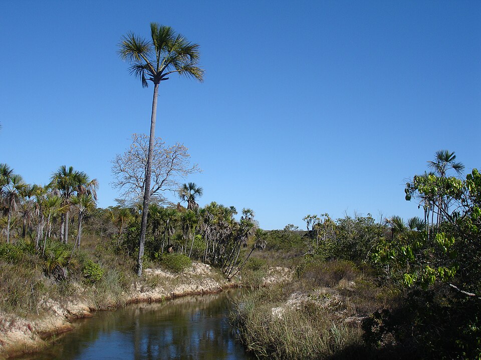 Grande Sertão Veredas National Park（Brazil）