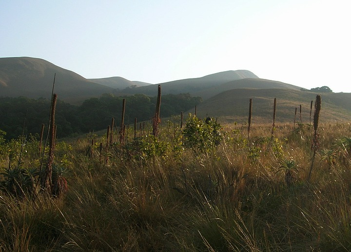 Grass Hills National Park（India）