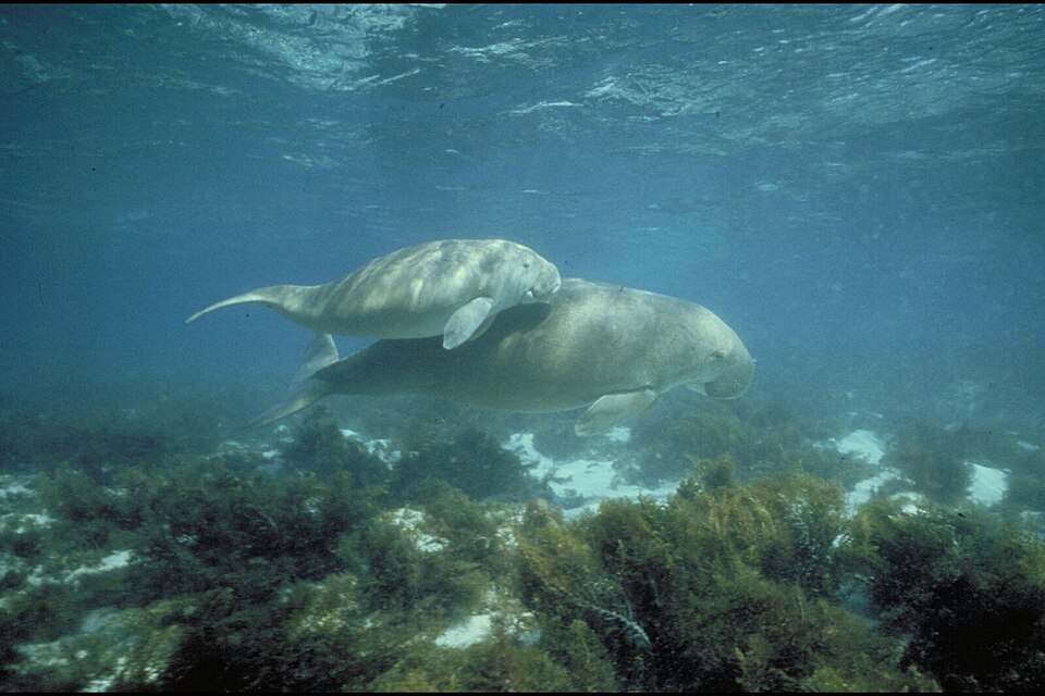 Gulf of Mannar Marine National Park（India）