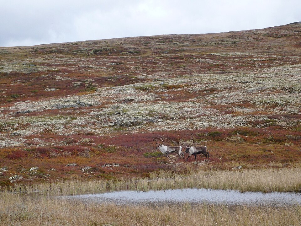 Forollhogna National Park（Norway）
