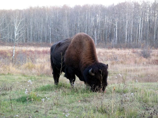 Elk Island National Park（Canada）