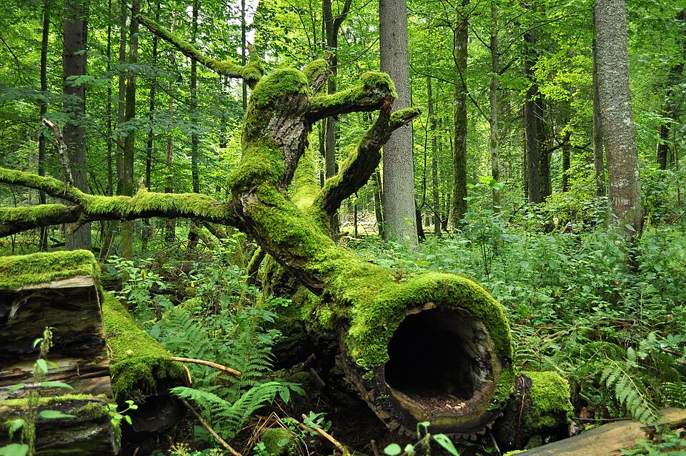 Białowieża National Park（Poland）