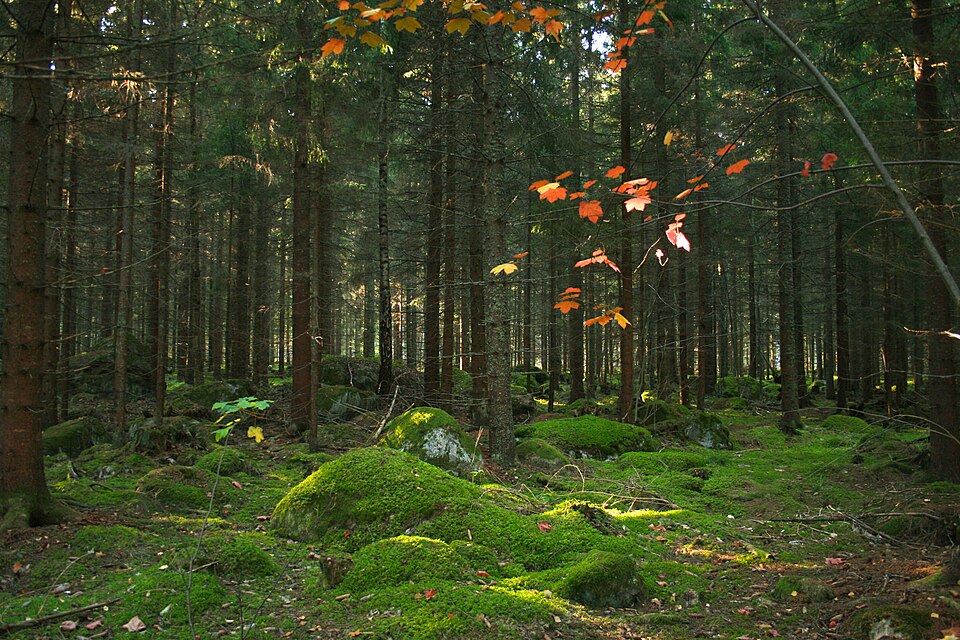 Färnebofjärden National Park（Sweden）