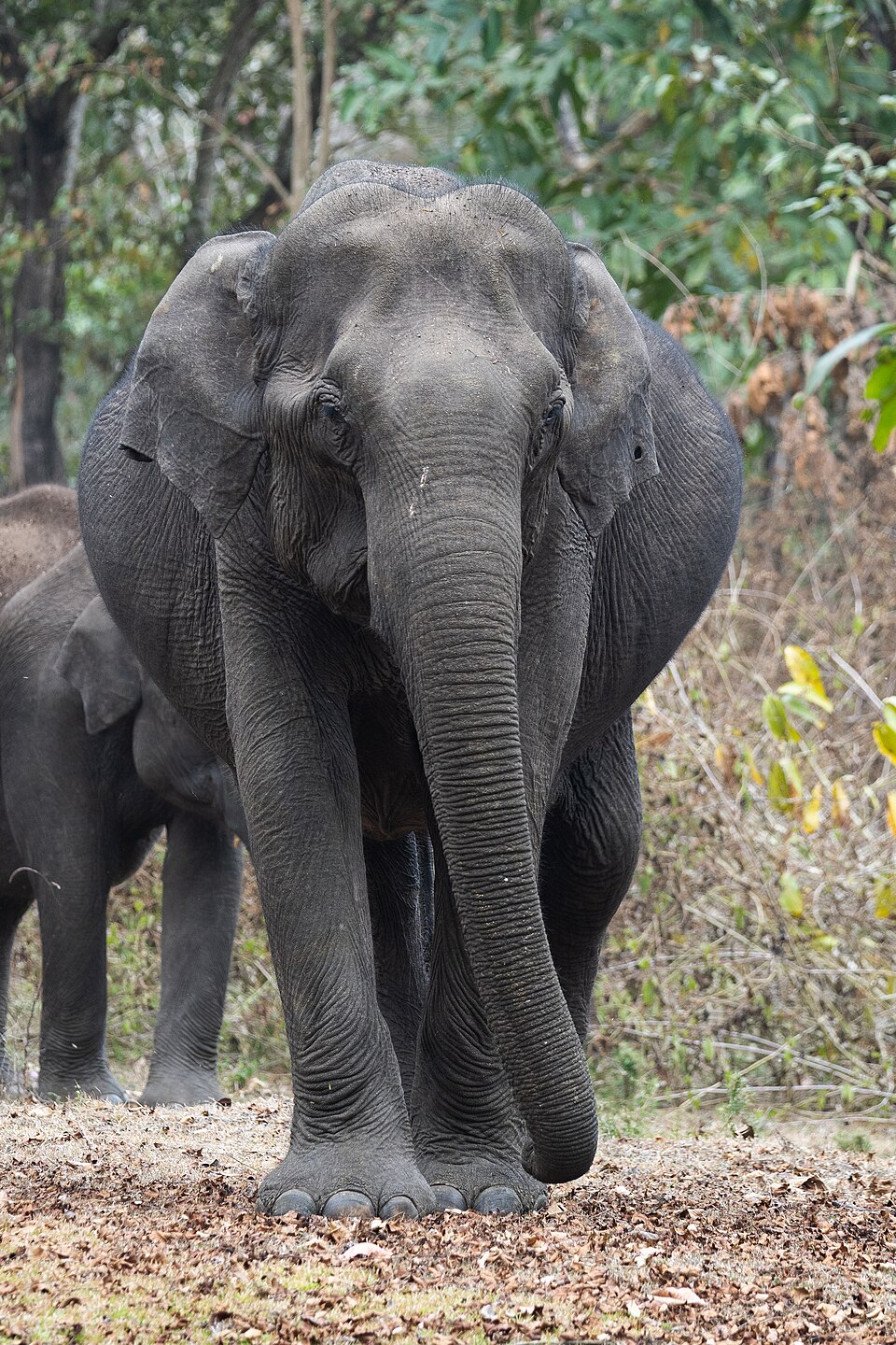 Nagarhole National Park（India）