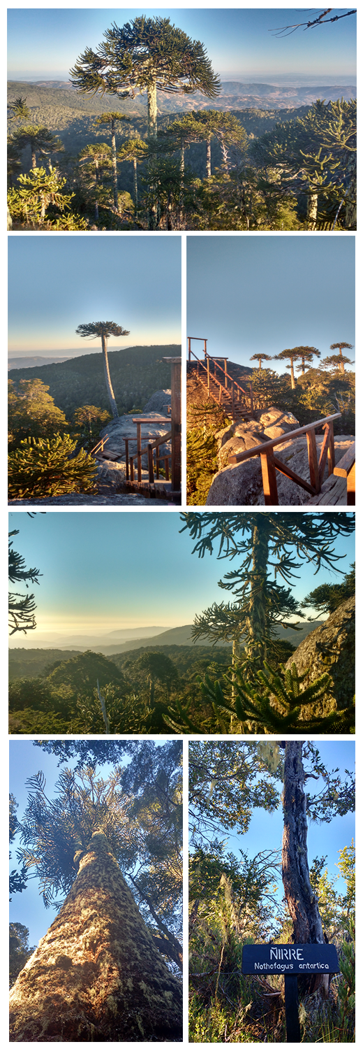 Nahuelbuta National Park（Chile）