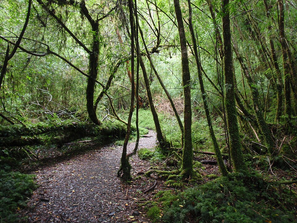 Alerce Andino National Park（Chile）