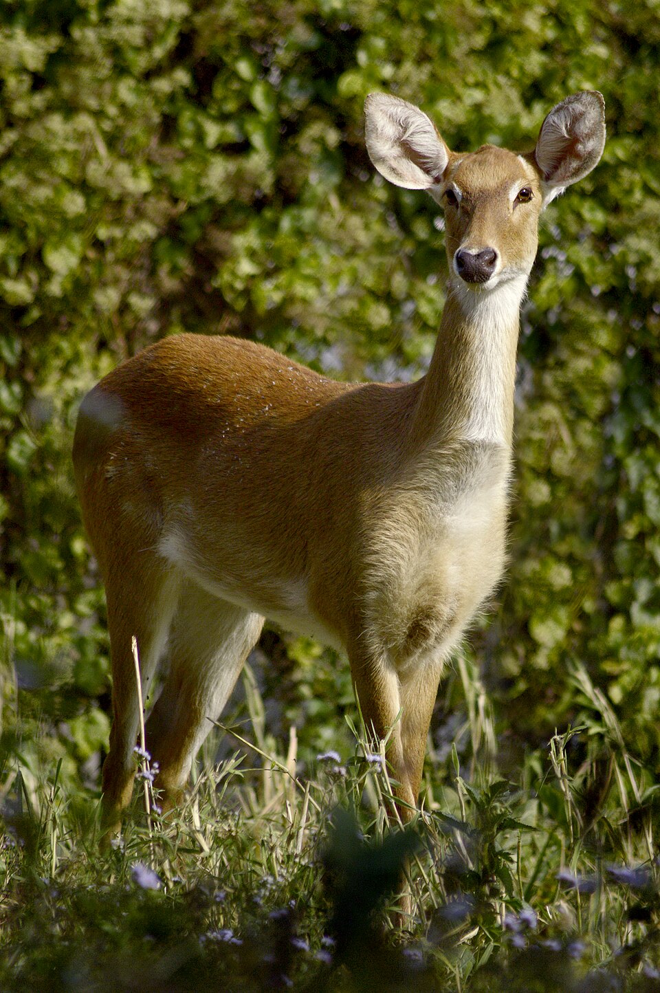 Keibul Lamjao National Park（India）