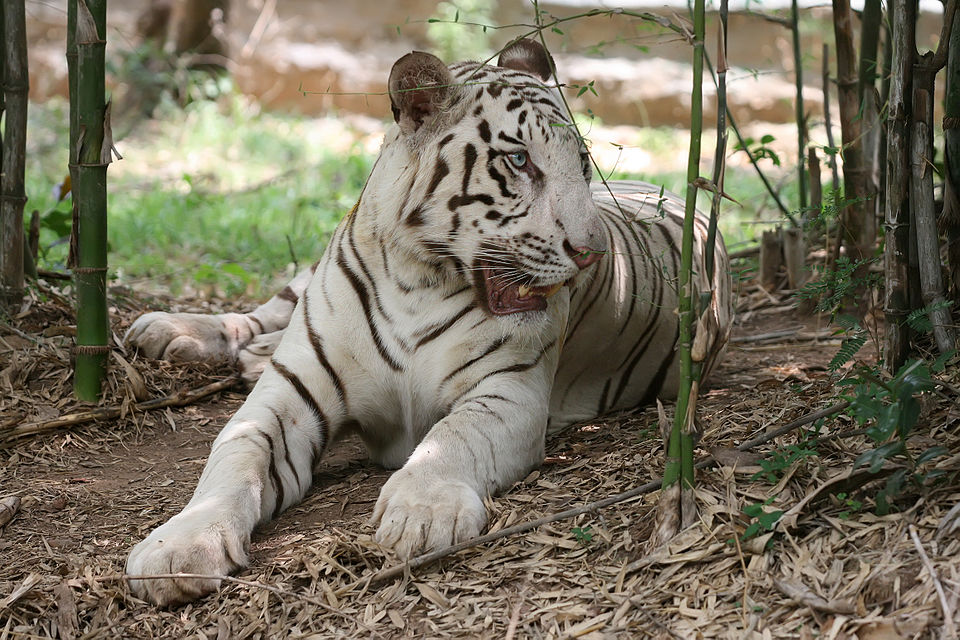 Bannerghatta National Park（India）