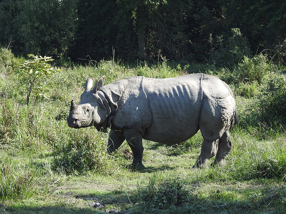 Kaziranga National Park（India）