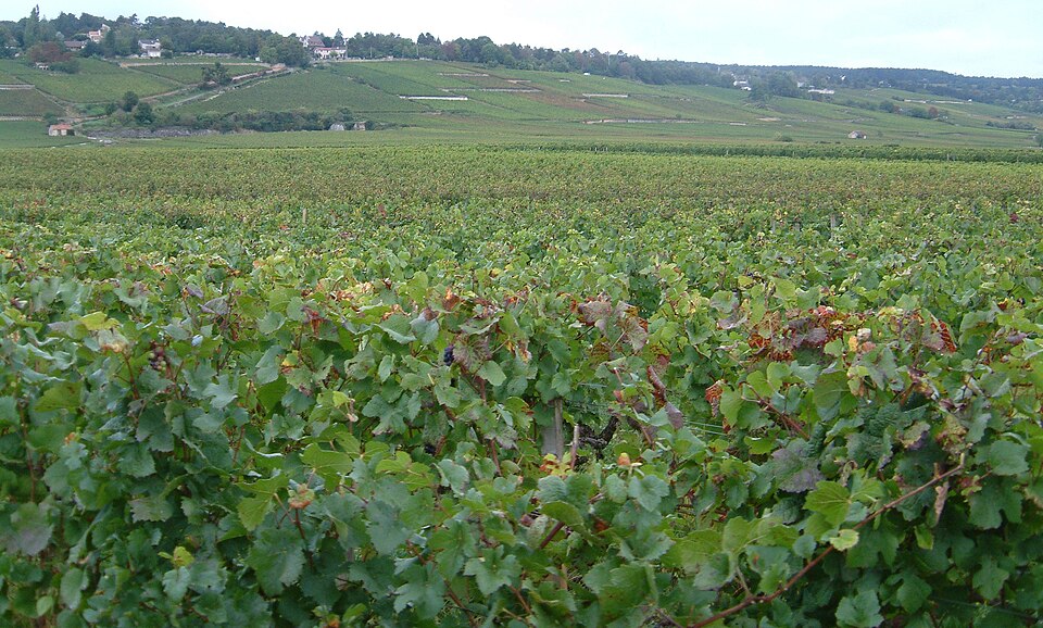 Climats, terroirs of Burgundy（France）