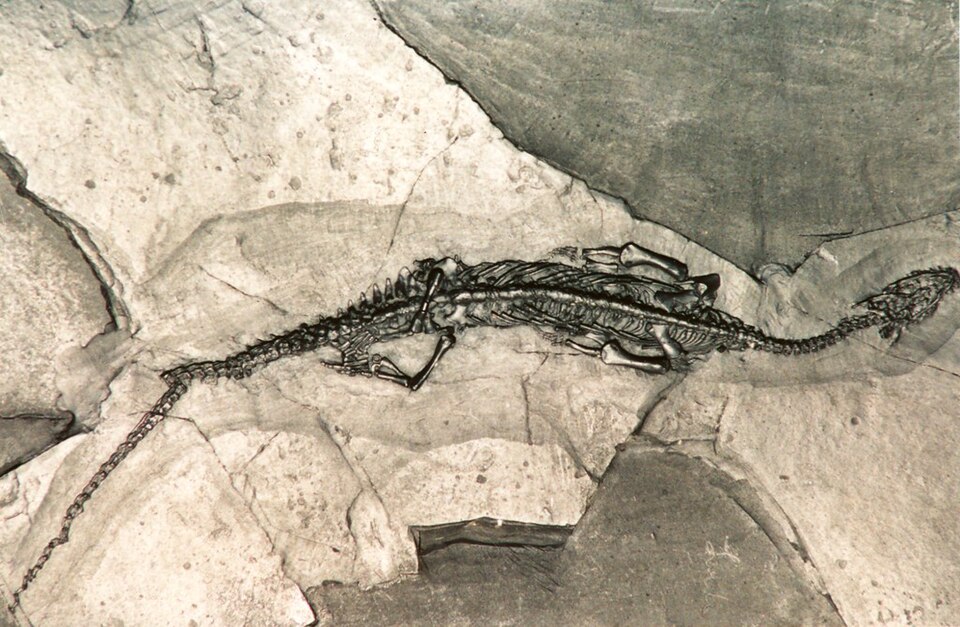Monte San Giorgio site fossils（Italy）