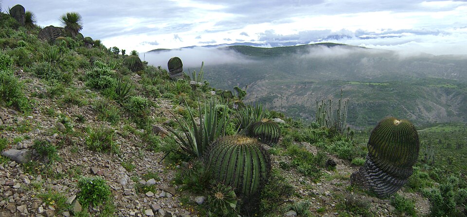 Tehuacán-Cuicatlán Biosphere Reserve（Mexico）
