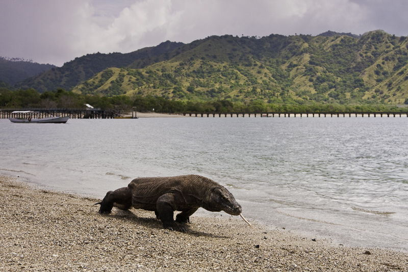 Komodo National Park（Indonesia）