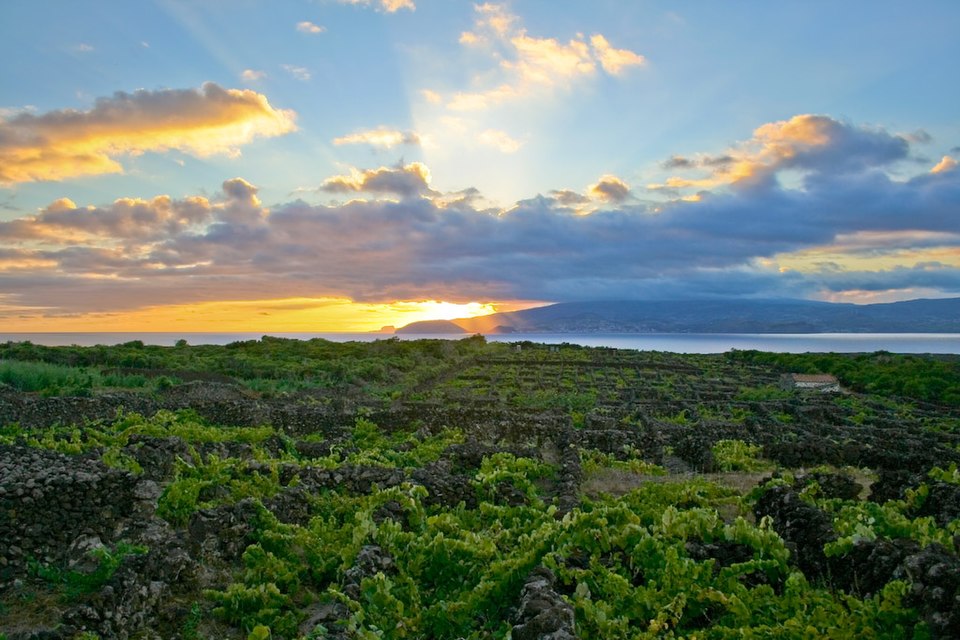 Landscape of the Pico Island Vineyard Culture（Portugal）