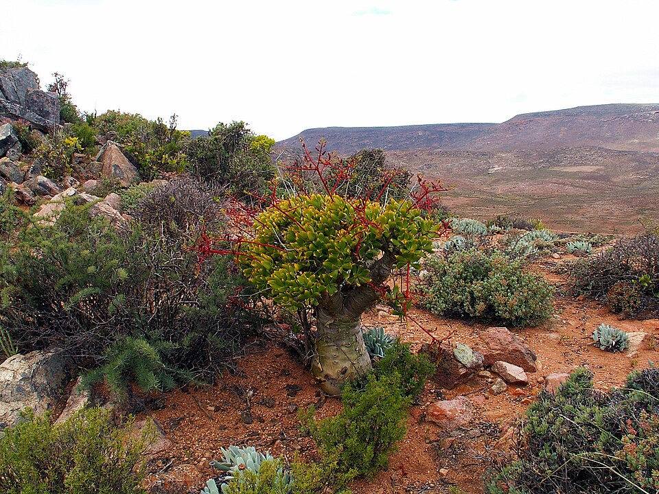 Richtersveld（South Africa）