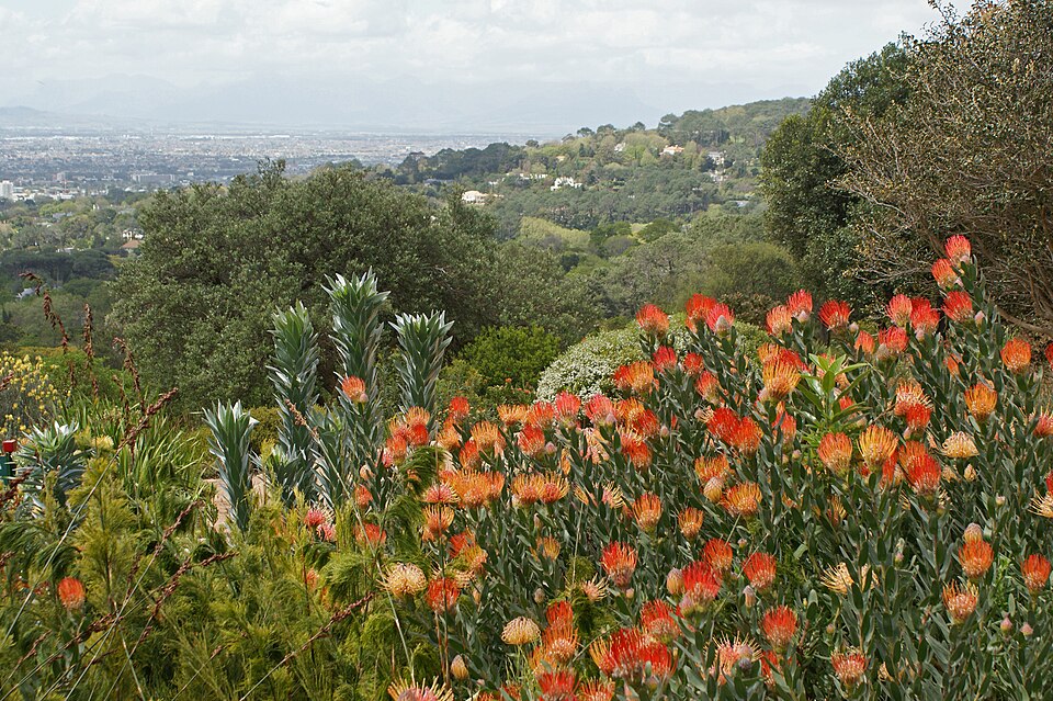 Cape Floristic Kingdom（South Africa）