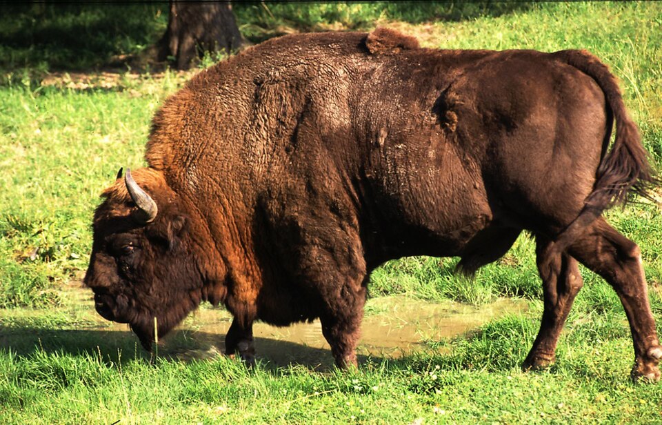 Białowieża Forest（Poland）