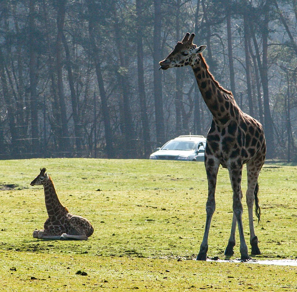Safaripark Beekse Bergen（Netherlands）