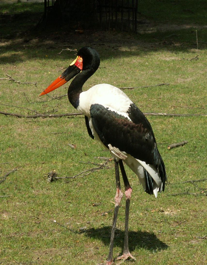 Krakow Zoo（Poland）