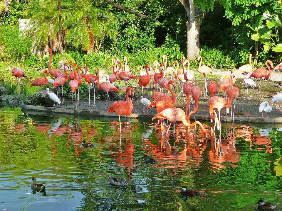 Zoo Miami（United States）