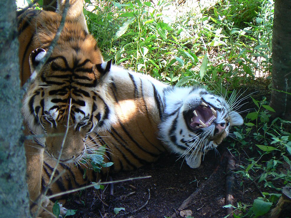 Zoo Sauvage de St-Félicien（Canada）