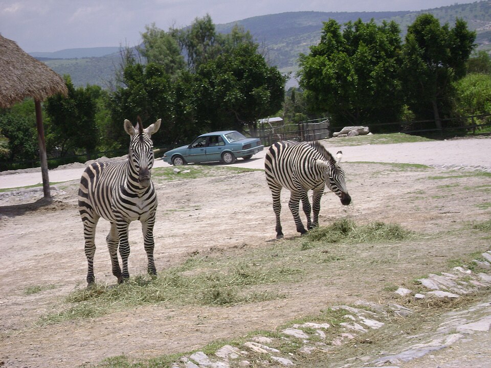 Africam Safari（Mexico）