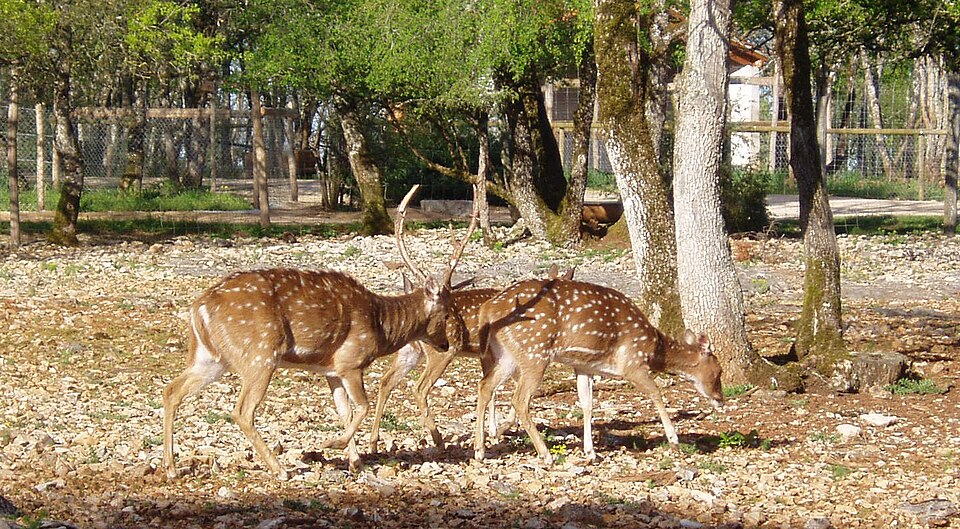 Parc animalier de Gramat（France）