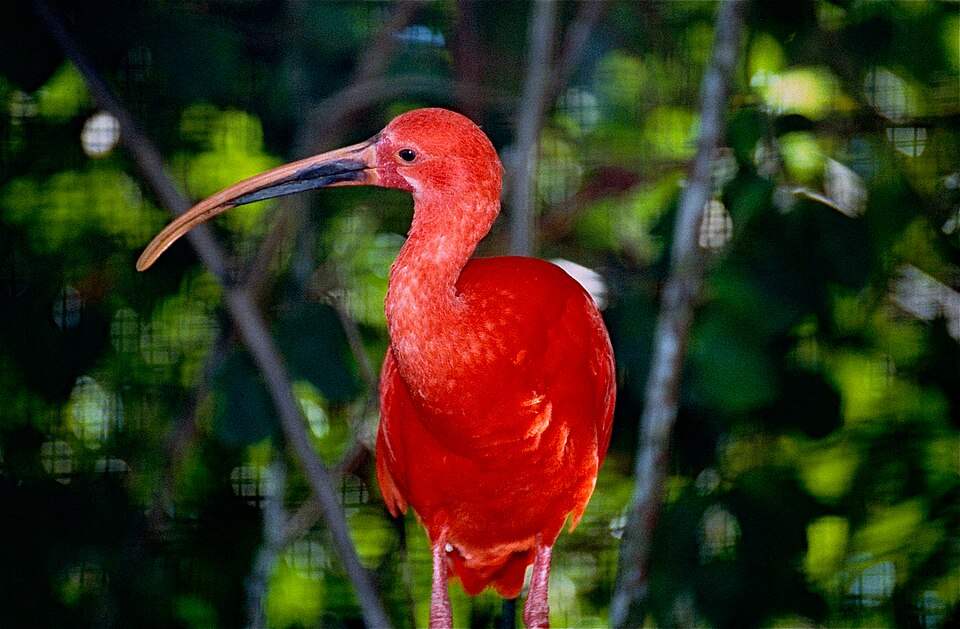 Zoo de Guyane（France）