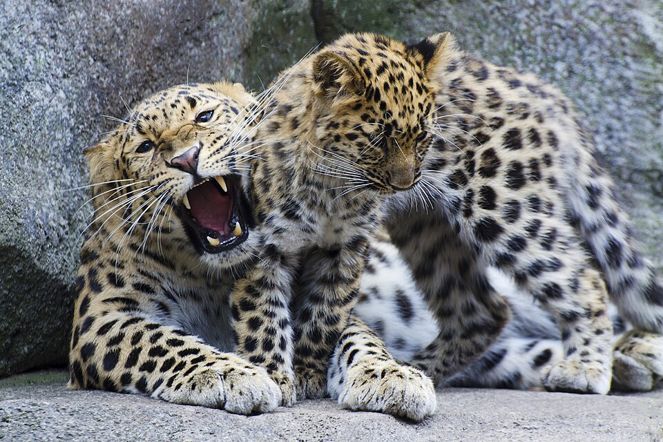 Minnesota Zoo（United States）