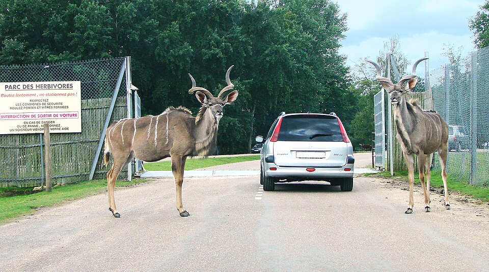 Wow Safari Thoiry（France）