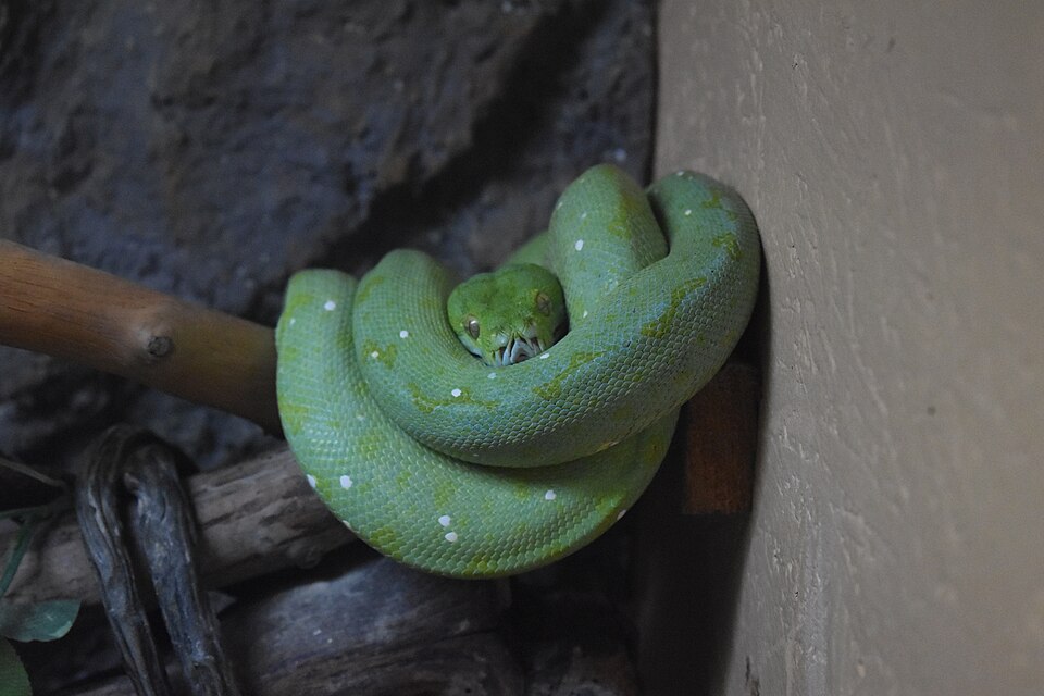 La Ferme des Reptiles（France）