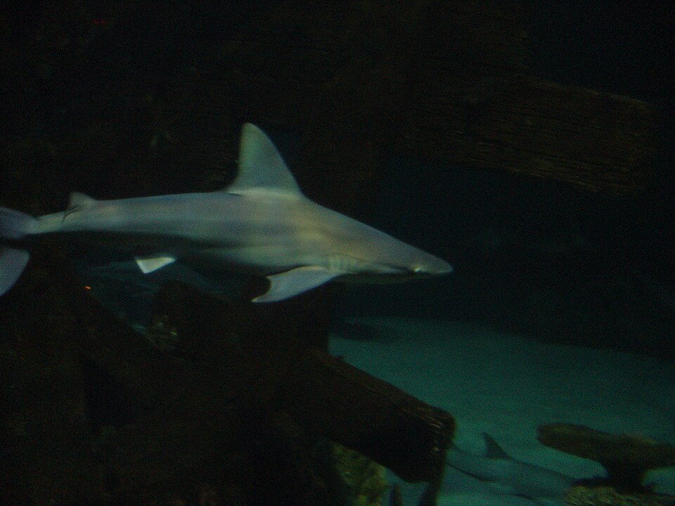 Shark Reef at Mandalay Bay（United States）