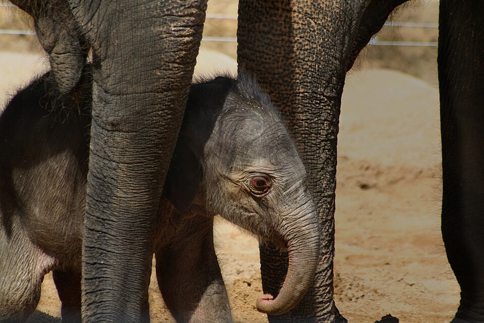Twycross Zoo（United Kingdom）