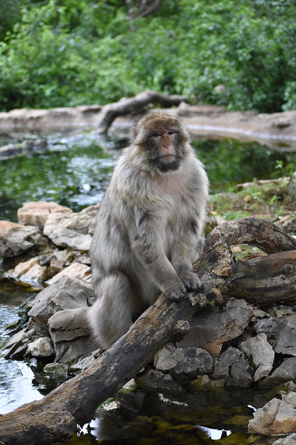 Rocamadour Monkey Forest（France）