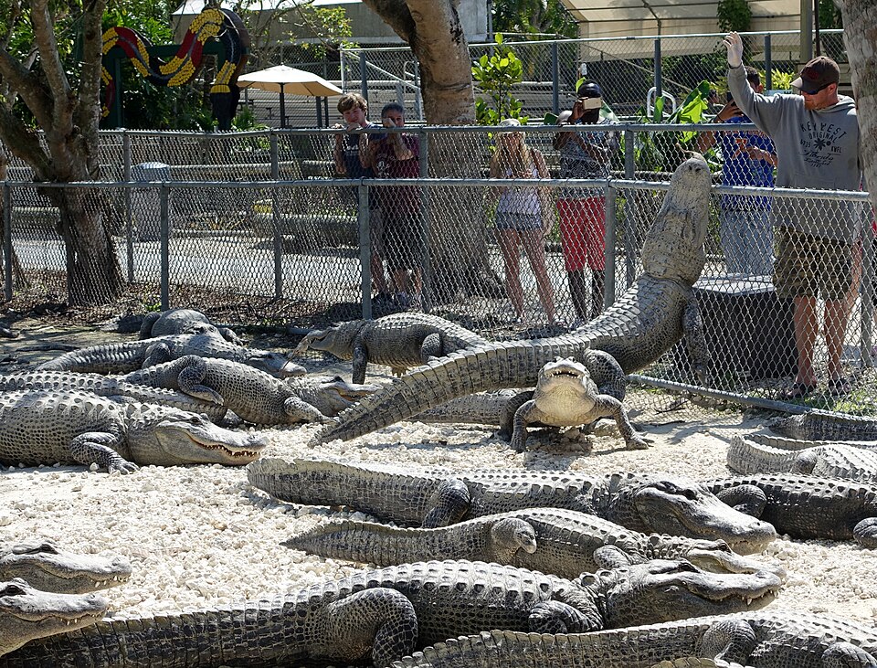 Everglades Alligator Farm（United States）