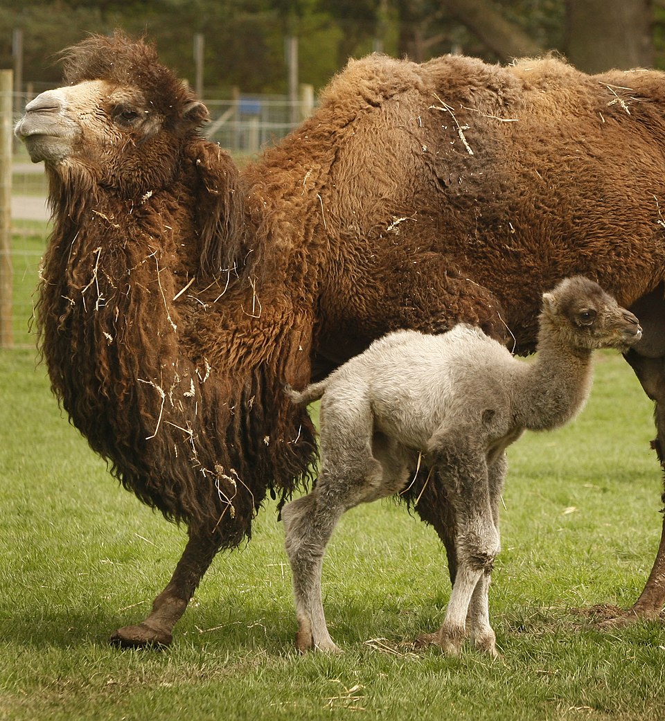 Blair Drummond Safari and Adventure Park（United Kingdom）