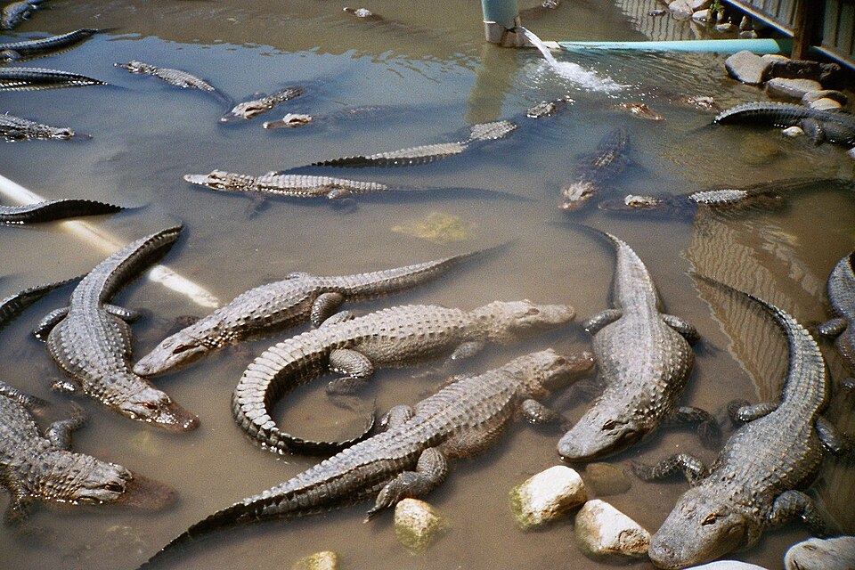 Colorado Gators Reptile Park（United States）