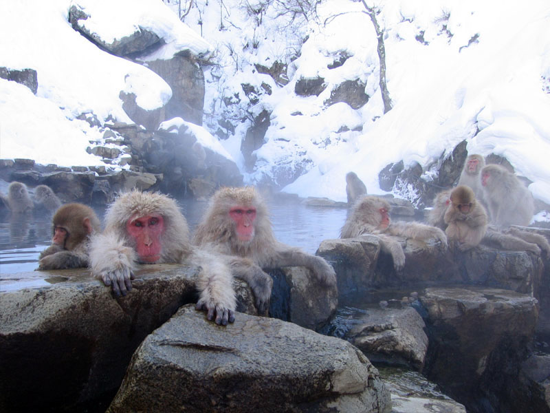 Jigokudani Monkey Park（Japan）