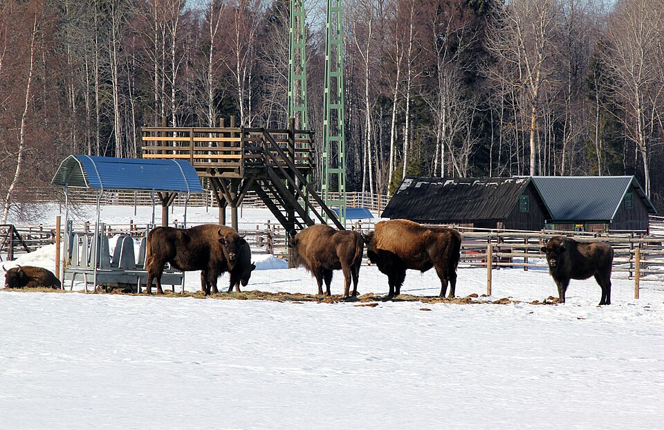 Avesta visentpark（Sweden）