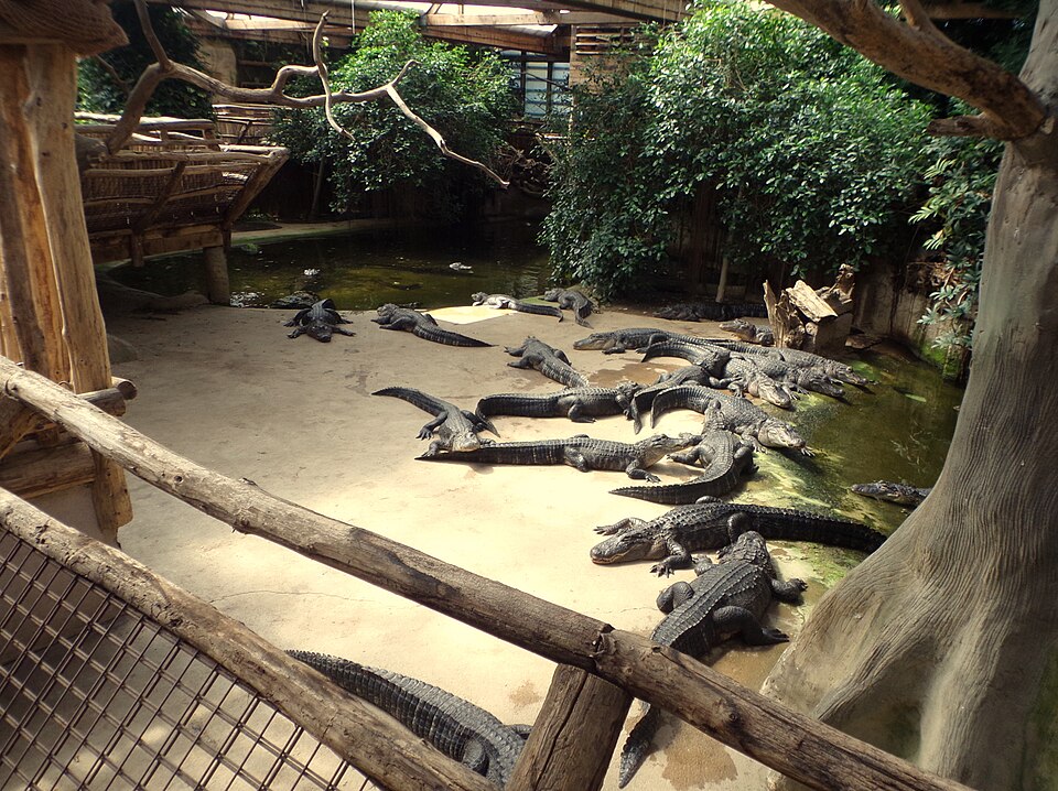 Alligator Bay（France）