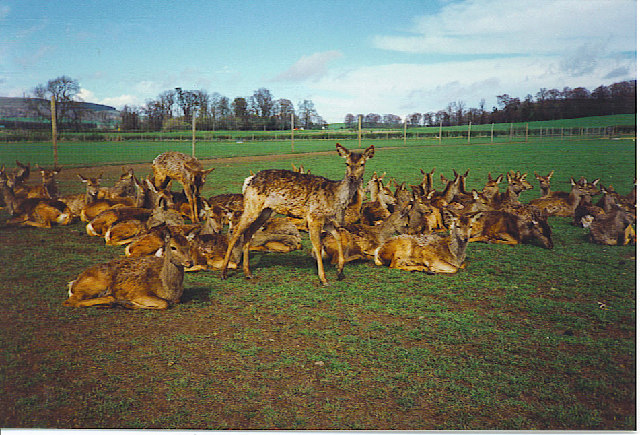 The Scottish Deer Centre（United Kingdom）