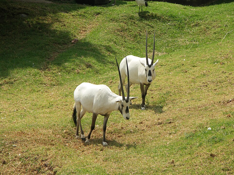 Johannesburg Zoo（South Africa）