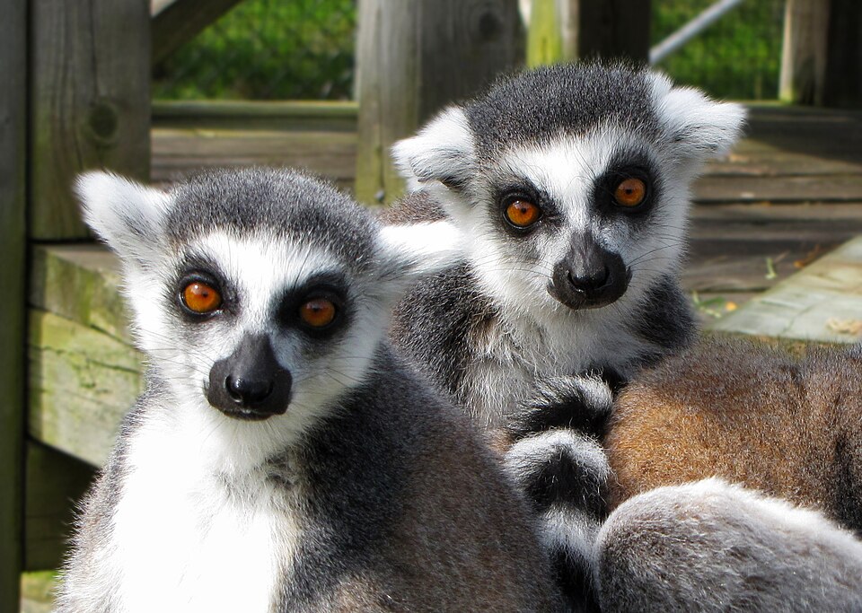 Magnetic Hill Zoo（Canada）