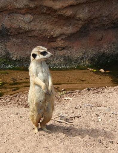 Mitchell Park Zoo（South Africa）