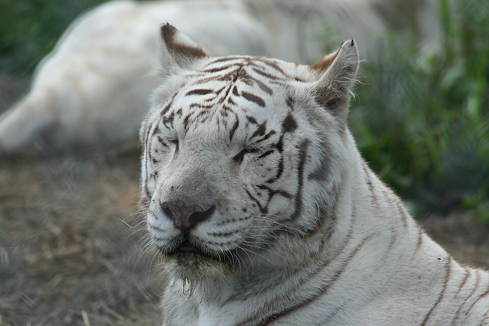Papanack Park Zoo（Canada）