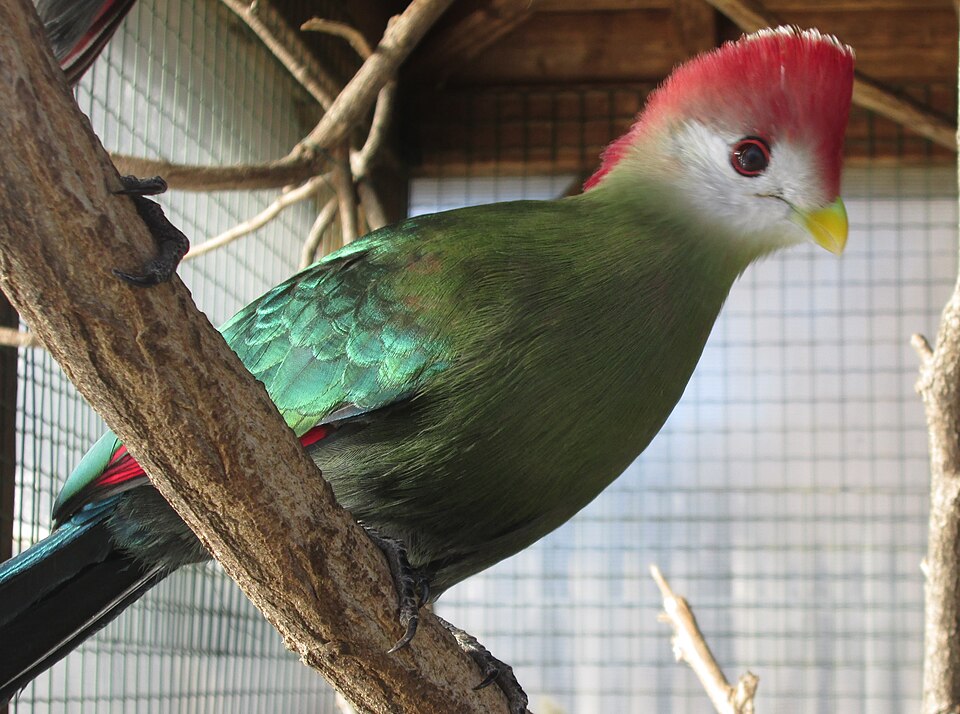 Pombia Safari Park（Italy）