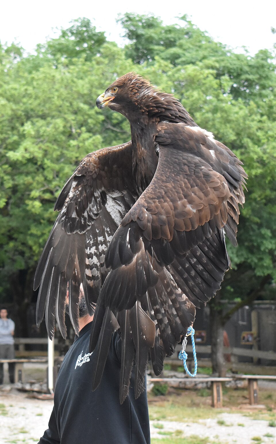 Le rocher des aigles（France）