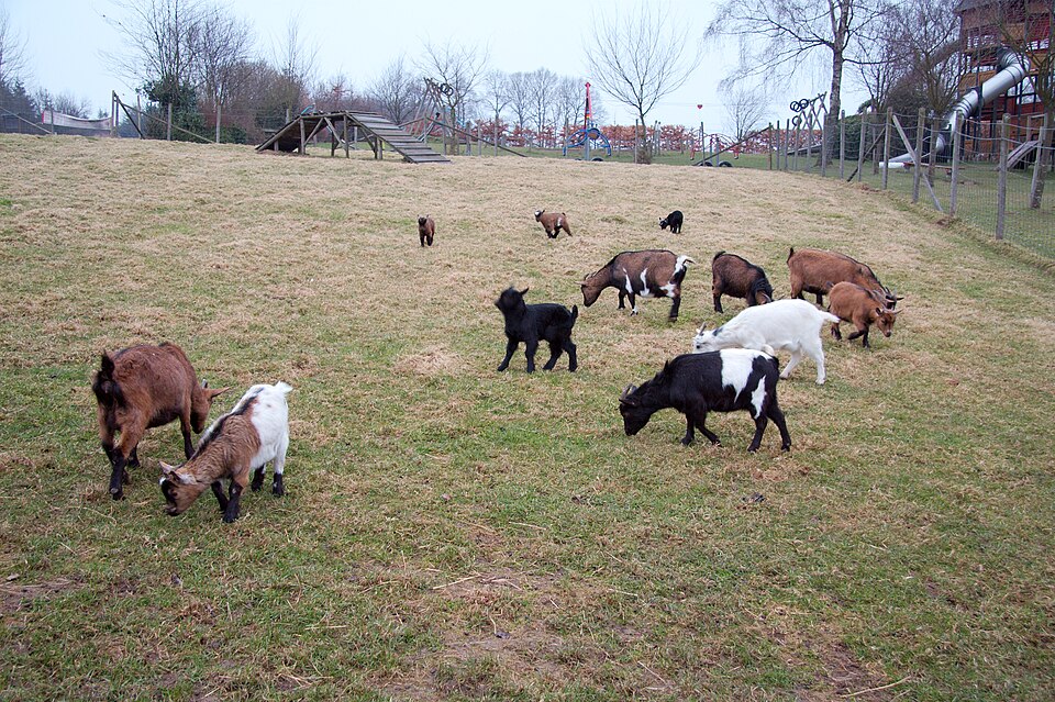Parc animalier de La Reid（Belgium）