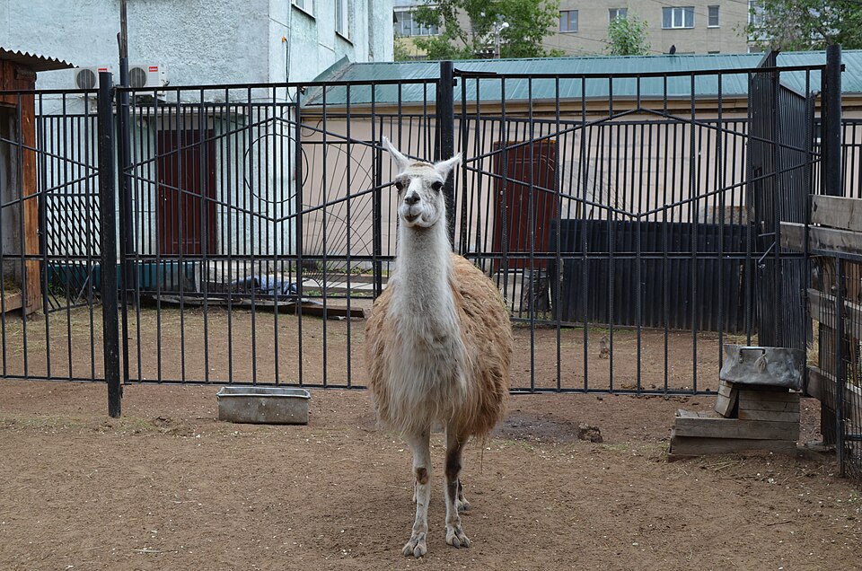 Chita Zoo（Russia）