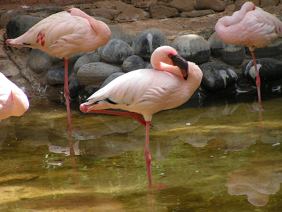 Oasis Park（Spain）